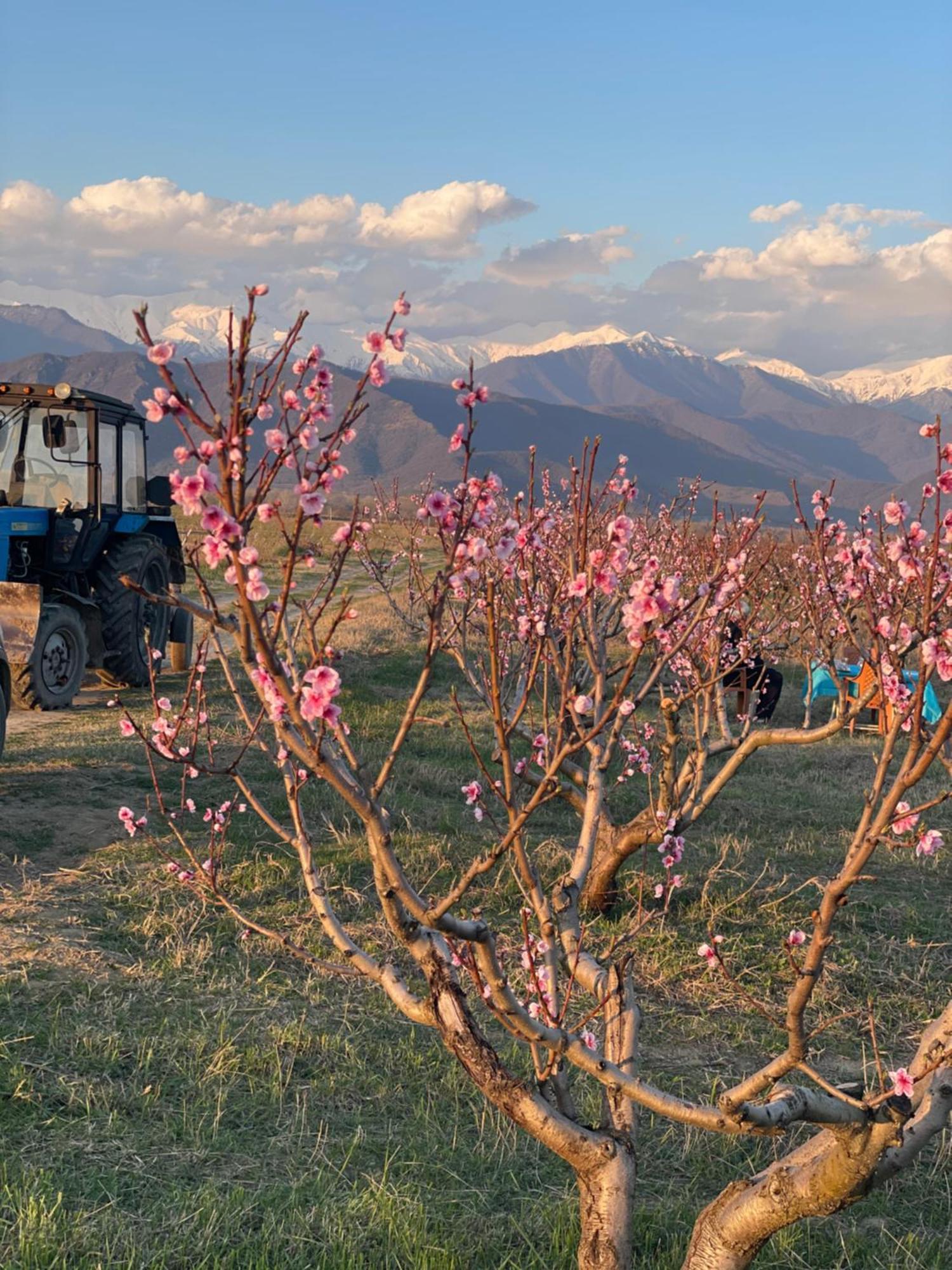 Mestvireni Telavi Exteriér fotografie