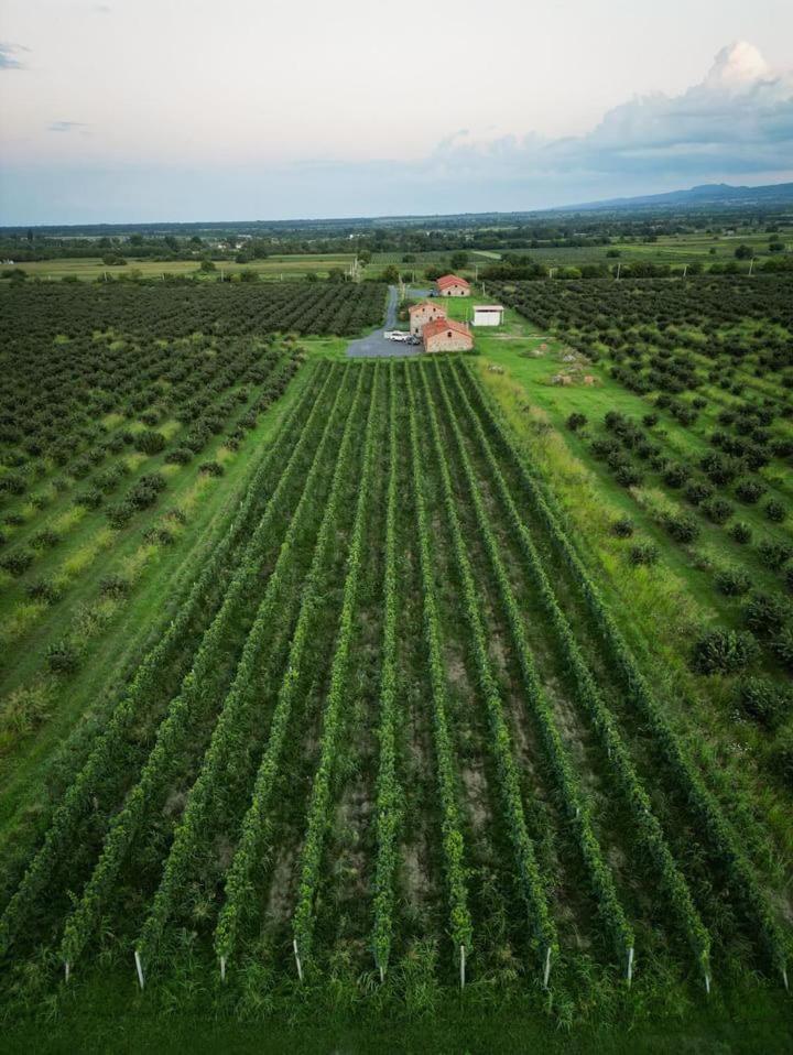 Mestvireni Telavi Exteriér fotografie
