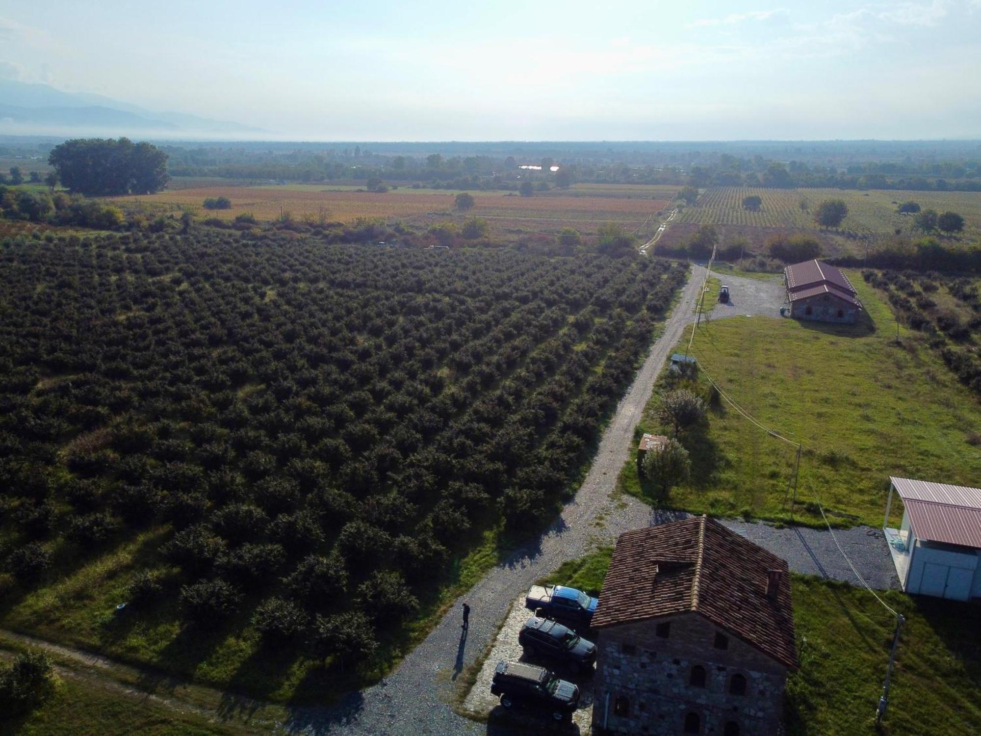 Mestvireni Telavi Exteriér fotografie
