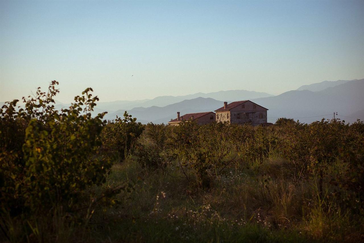 Mestvireni Telavi Exteriér fotografie